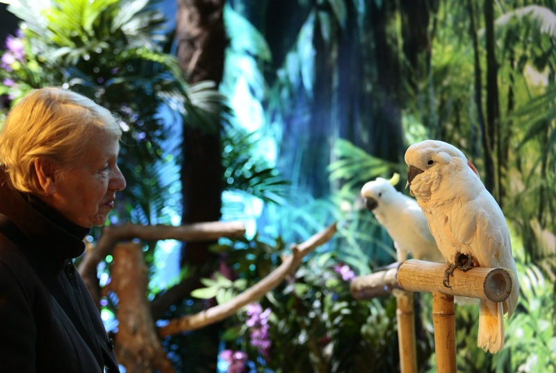 Изложба на папагали от три континента