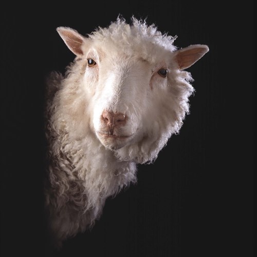 Клонираната овца Доли