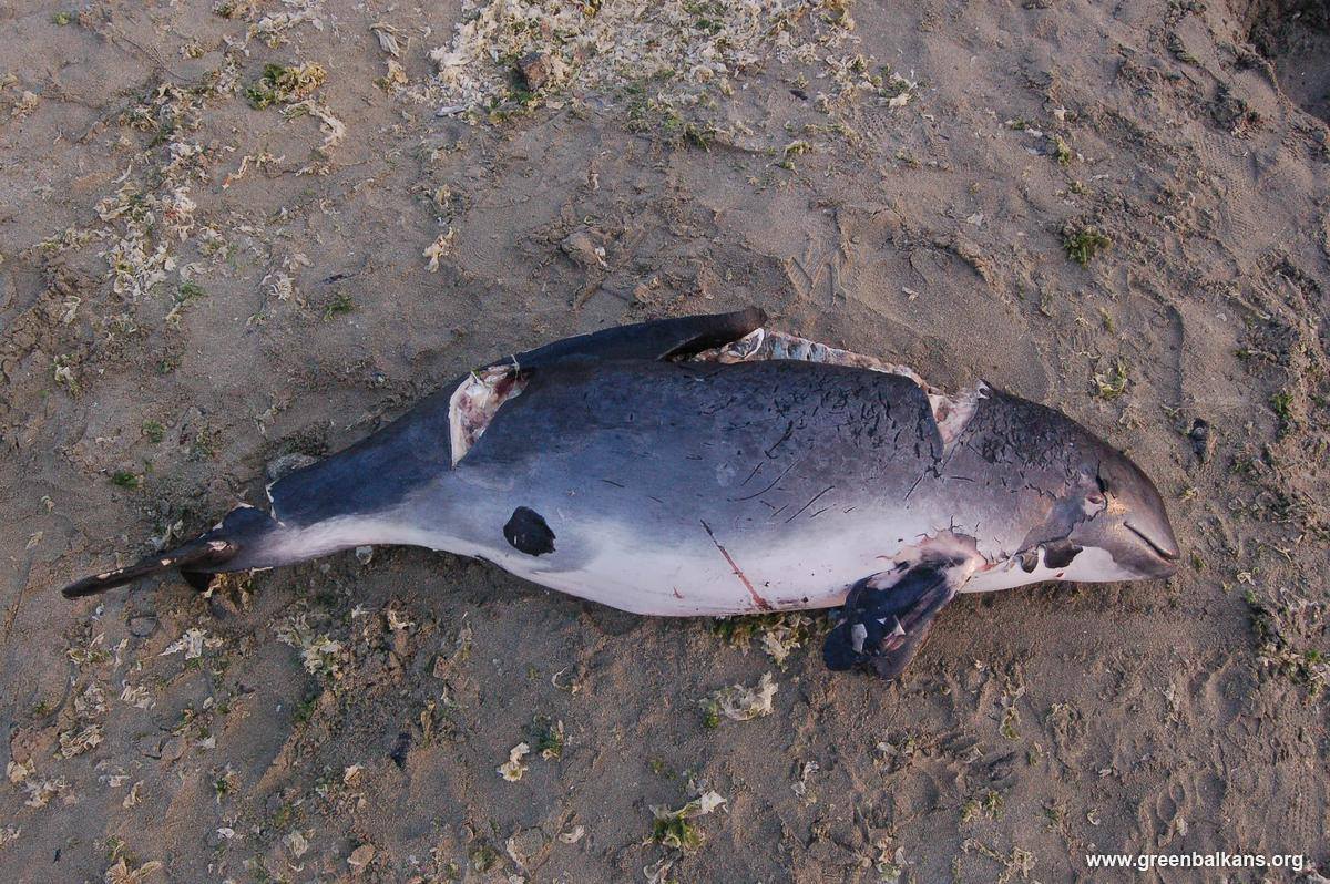 Мъртви делфини изхвърли морето между Ахелой и Поморие