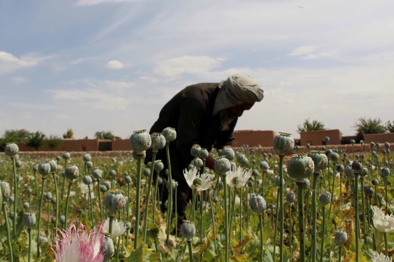 Афганистански селянин на поле с опиумен мак, производство също контролирано от талибаните
