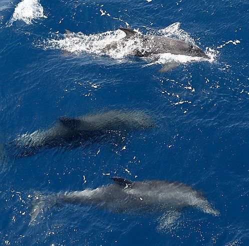При детонации в морето делфините се дезориентират и се губят