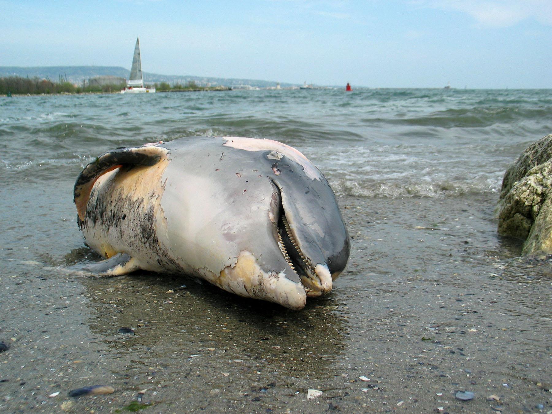 Депутат пита за смъртта на делфини, причинена от морбили