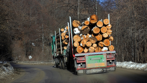 До края на годината електронната търговия с дървесина може да покрие цялата страна