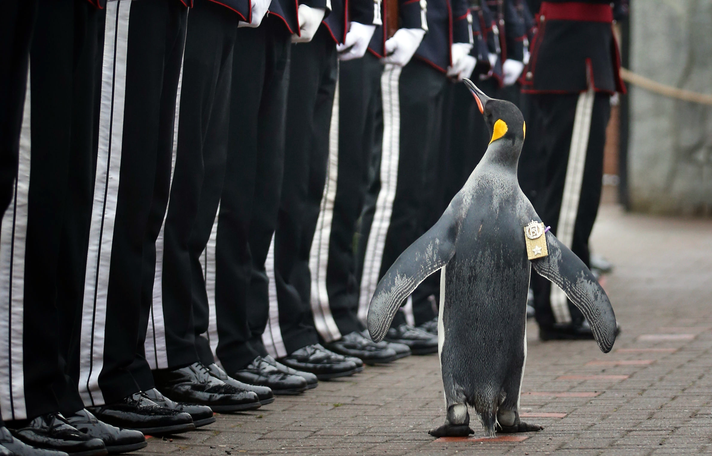 Пингвинът сър Нилс Олаф получава по-високо военно звание в Единбург