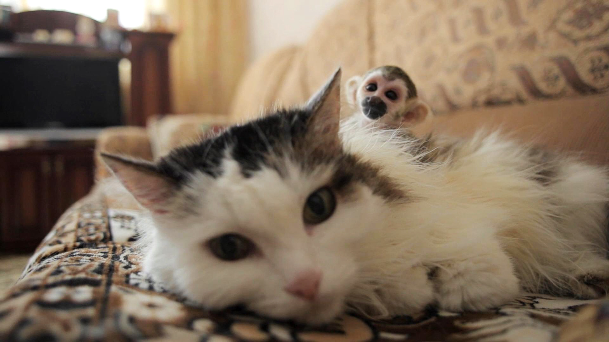 Котка осинови маймунка
