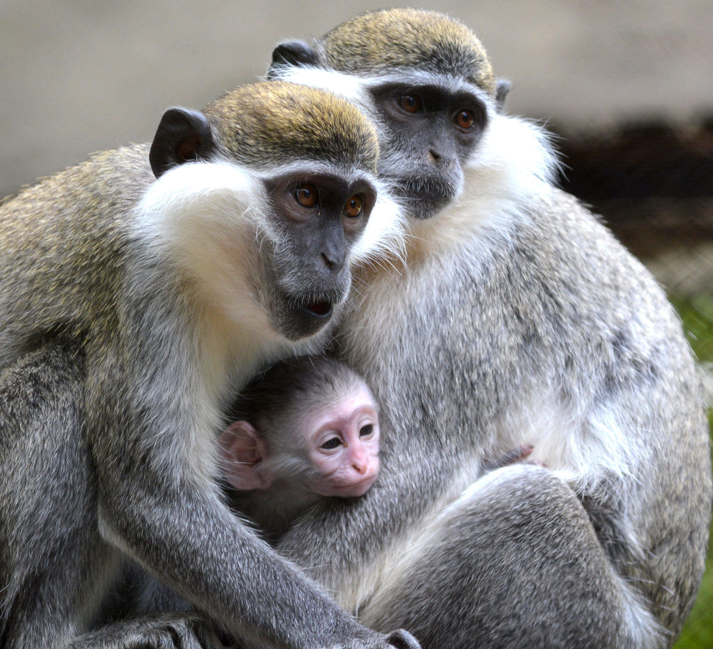 Варненският зоопарк се напълни с нови бебета