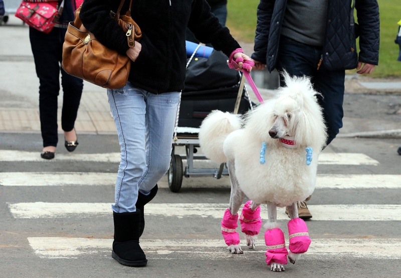 Жена разхожда куче в Бирмингам