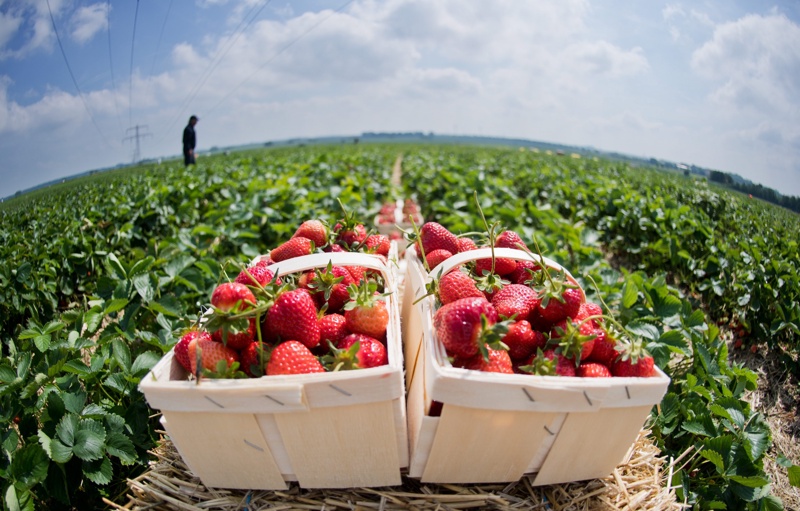 Испански кооператив на производители на ягоди търси 600 кандидати за бране на плодовете