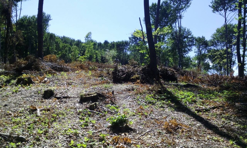 Секач, затиснат от дърво, е починал в гора край Преслав