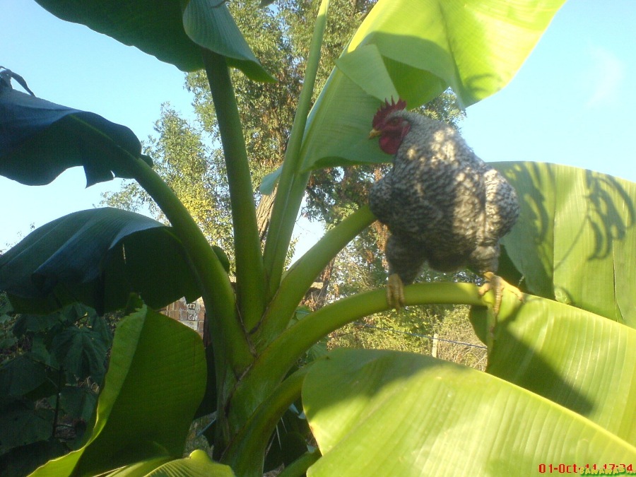 Петел, качен на триметрово бананово растение във Видинско