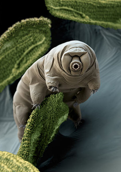 Бавноходка Tardigrada може да дълго време да живее и дори да се размножава в космоса
