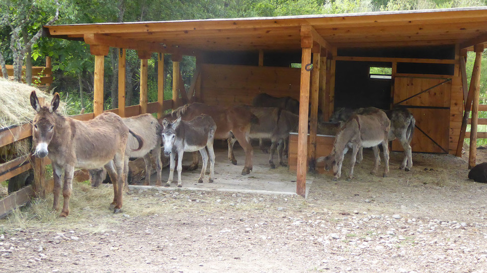 Швейцарци откриват първия приют за магарета у нас