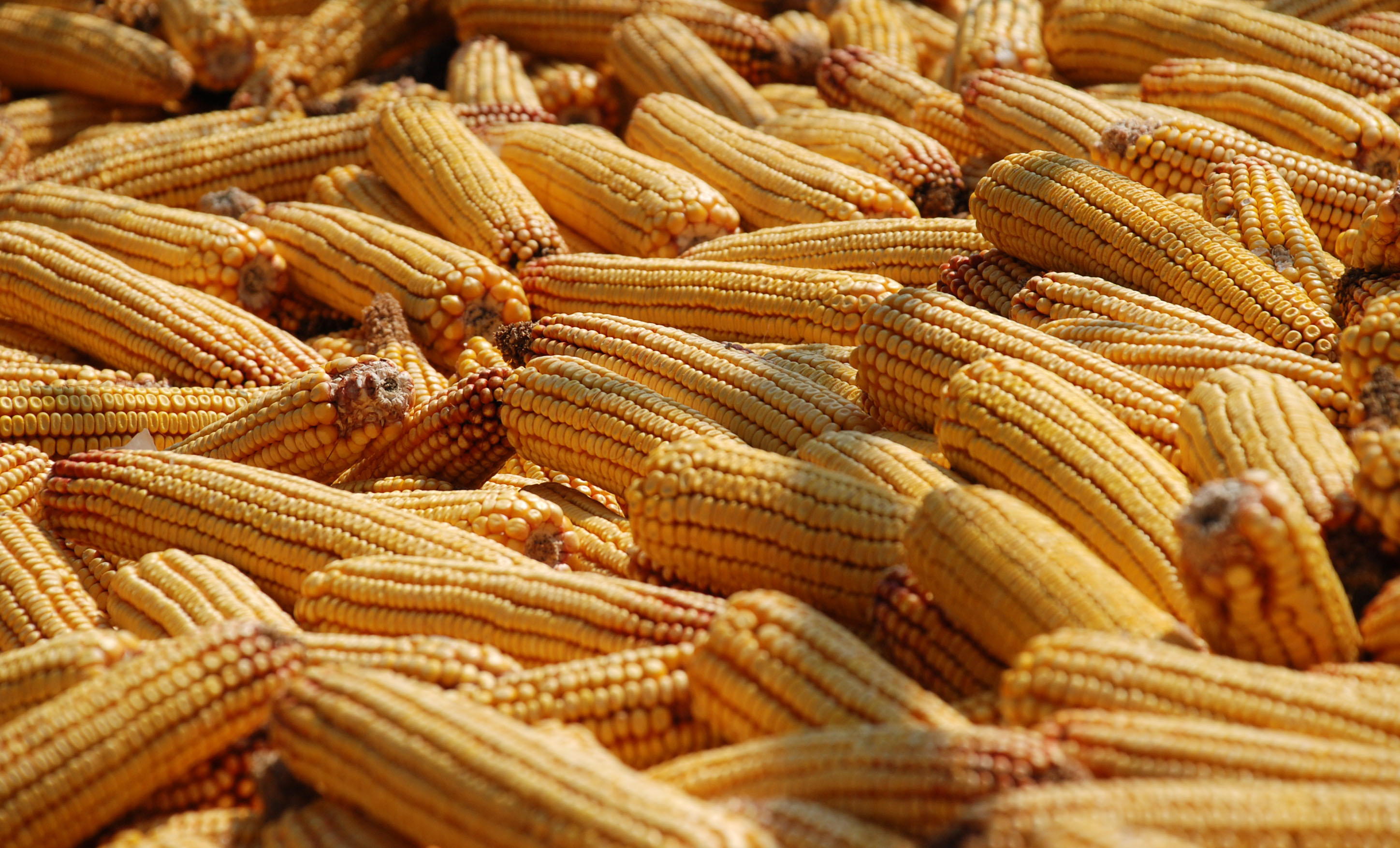 Решението открива нови възможности за колосалния излишък от царевица