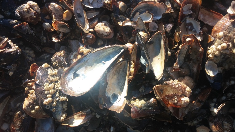 Забранява се уловът на бели пясъчни миди в Черно море