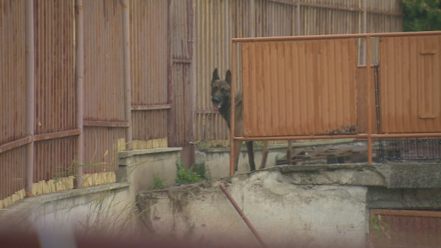 Развъдник на кучета тормози жители в Железница