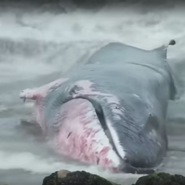 Доброволци в Чили спасиха кит в безпомощно състояние