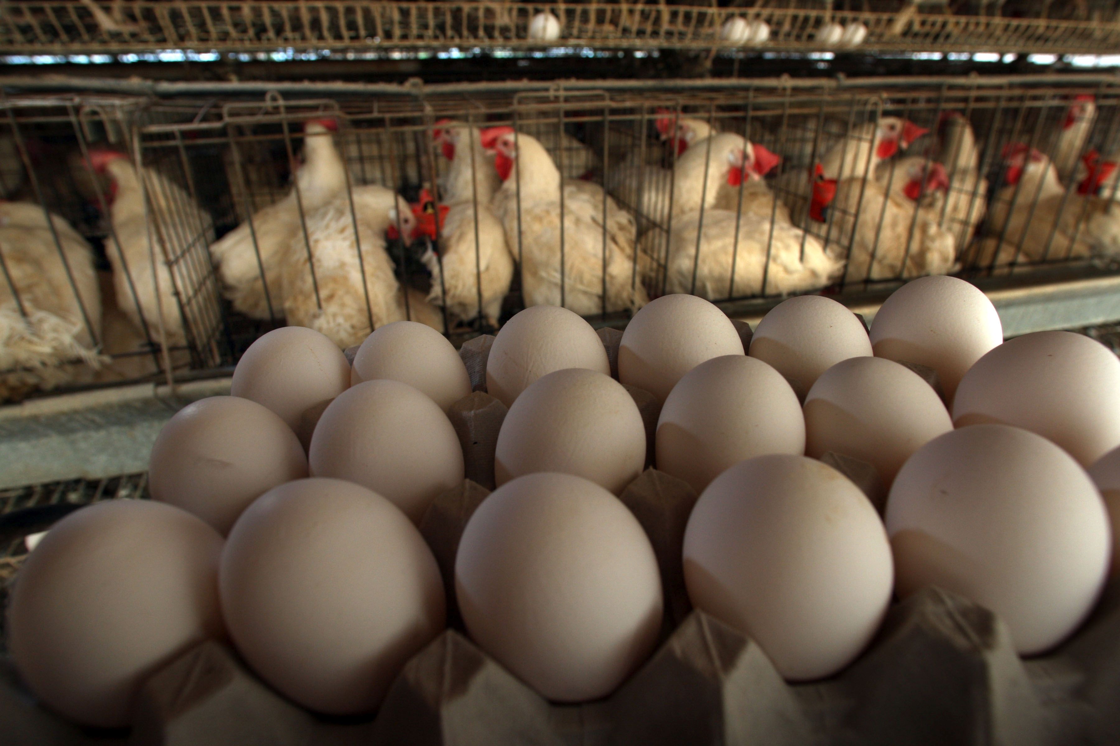 Най-продуктивни са били кокошките от Долна Саксония, като са снесли миналата година 4,8 милиарда яйца
