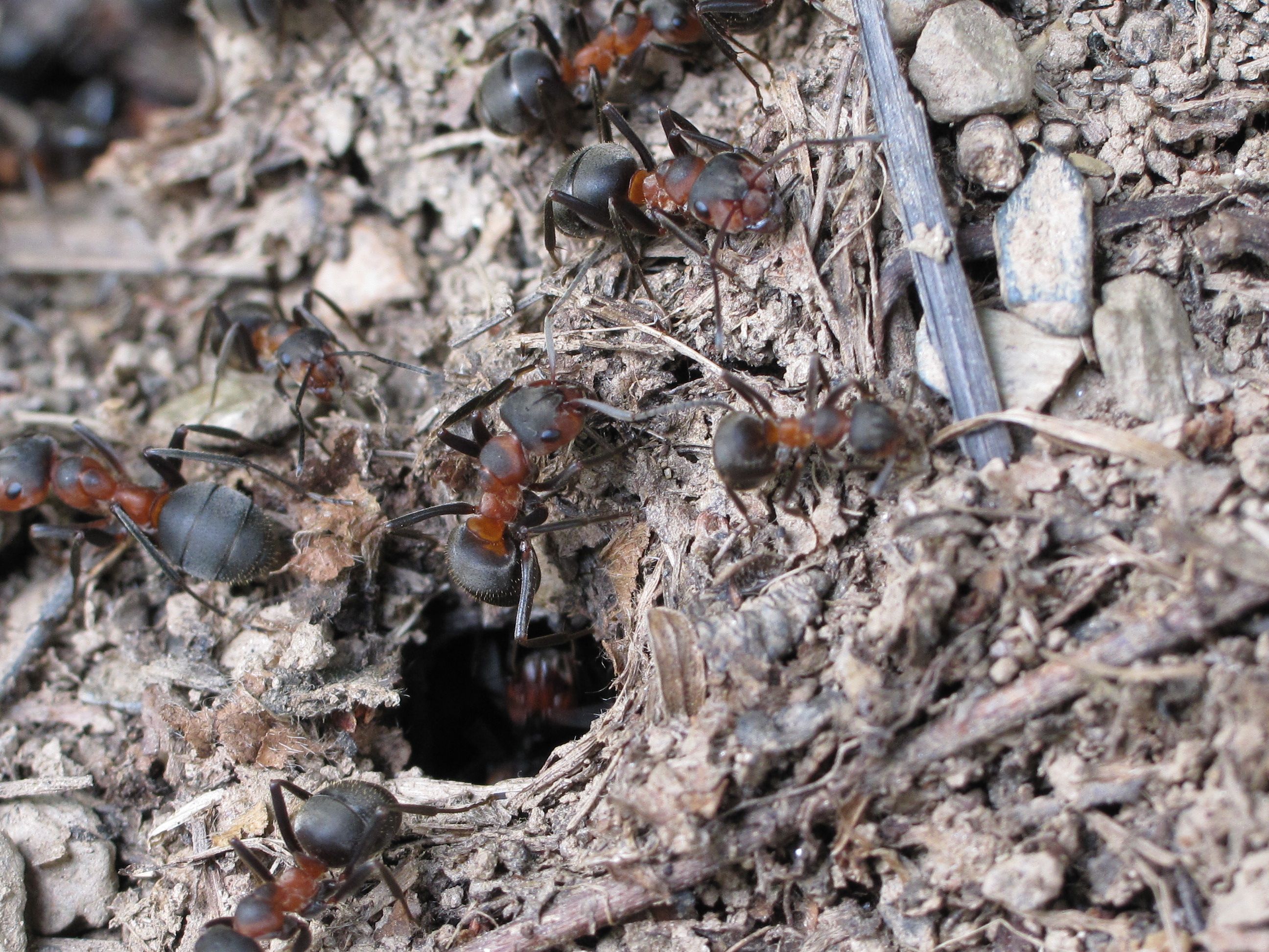 12 от изследваните 20 вида мравки притежавали антимикробни свойства