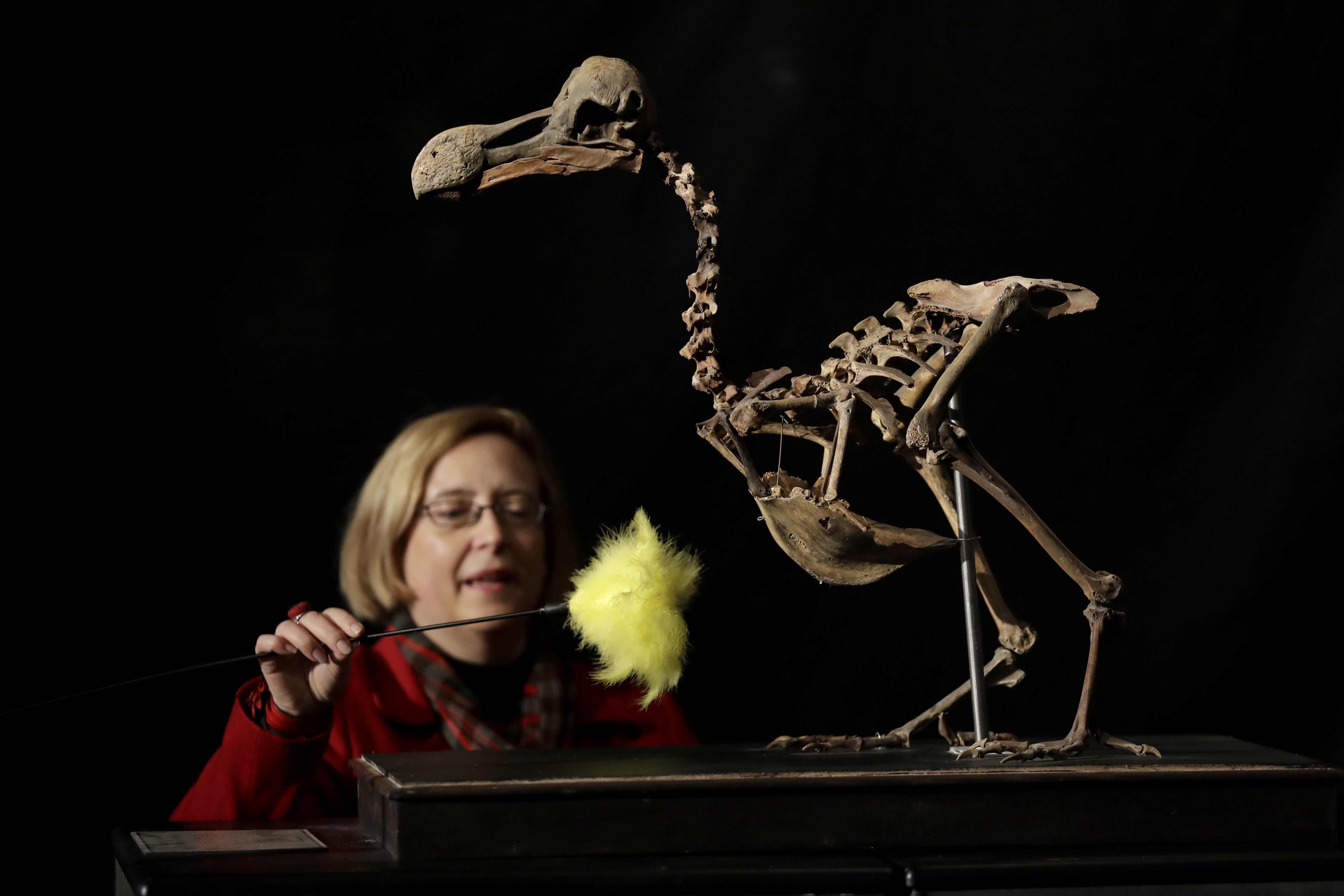 Скелет на птицата додо бе продаден за 430 000 щатски долара
