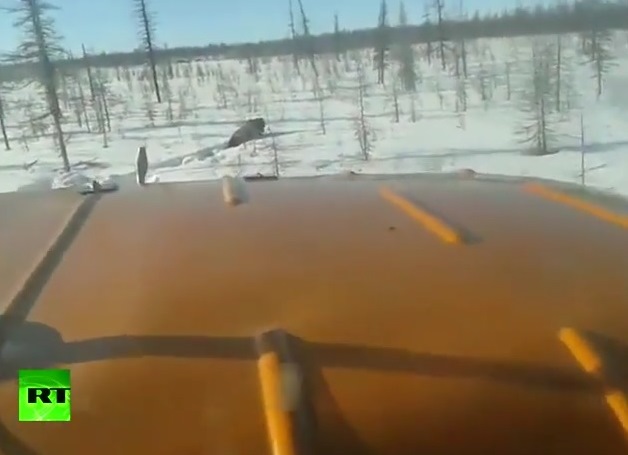 Видео на нарочно сгазена мечка шокира Русия