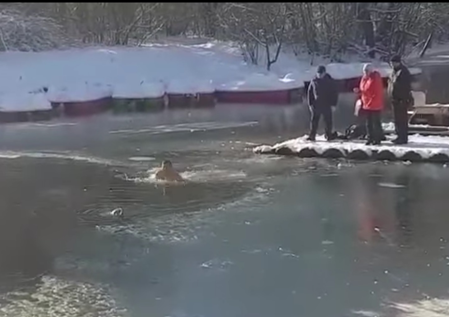 Руснак се впуска в ледена вода, за да спаси кученце (видео)