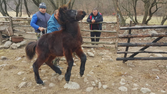 Конете е трябвало да бъдат закарани във ферма във видинското село Скатевци