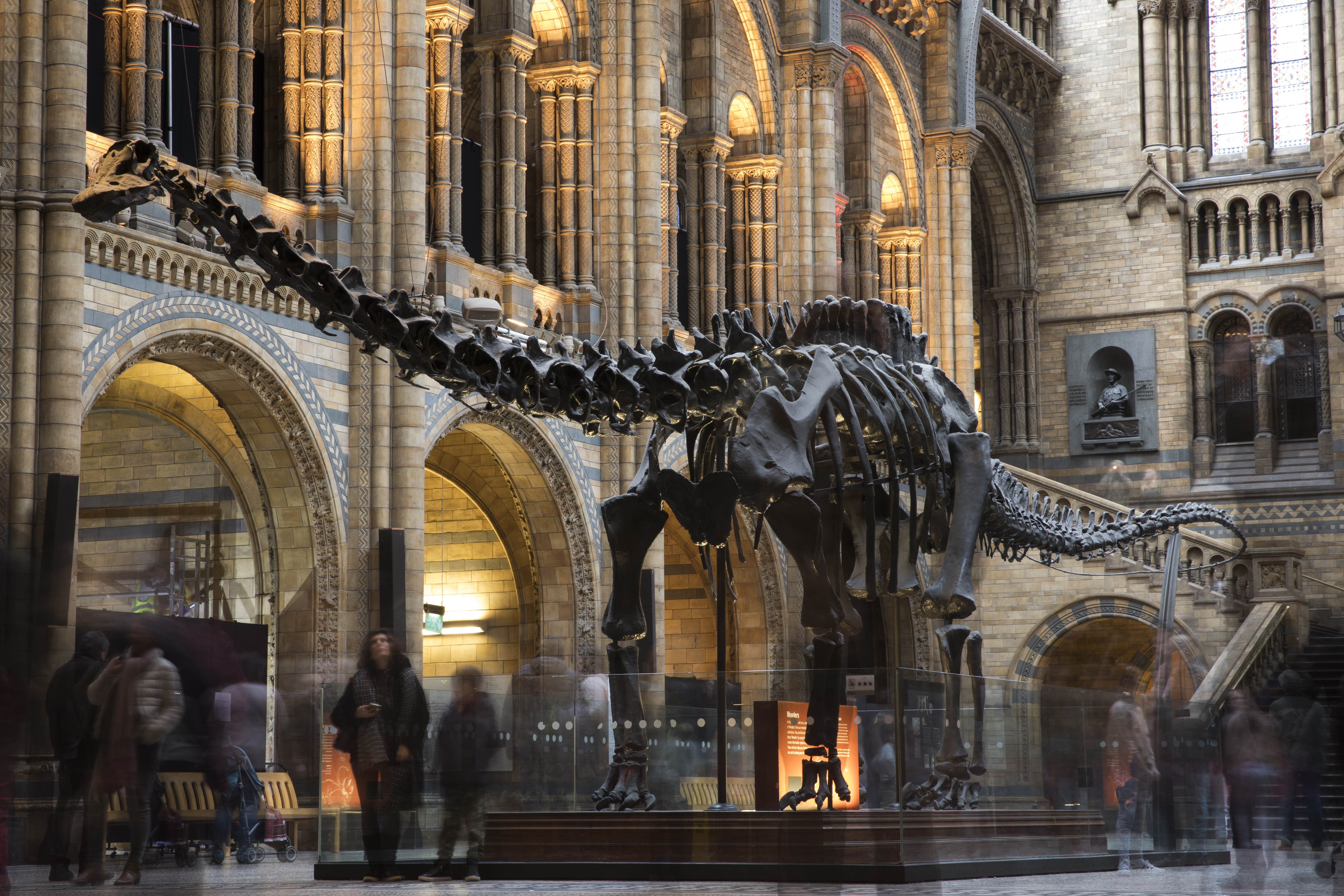 Диплодокът Дипи от Natural History Museum в Лондон тръгва на турне