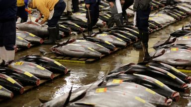 В Токио отново допускат зрители на прочутите търгове за риба тон