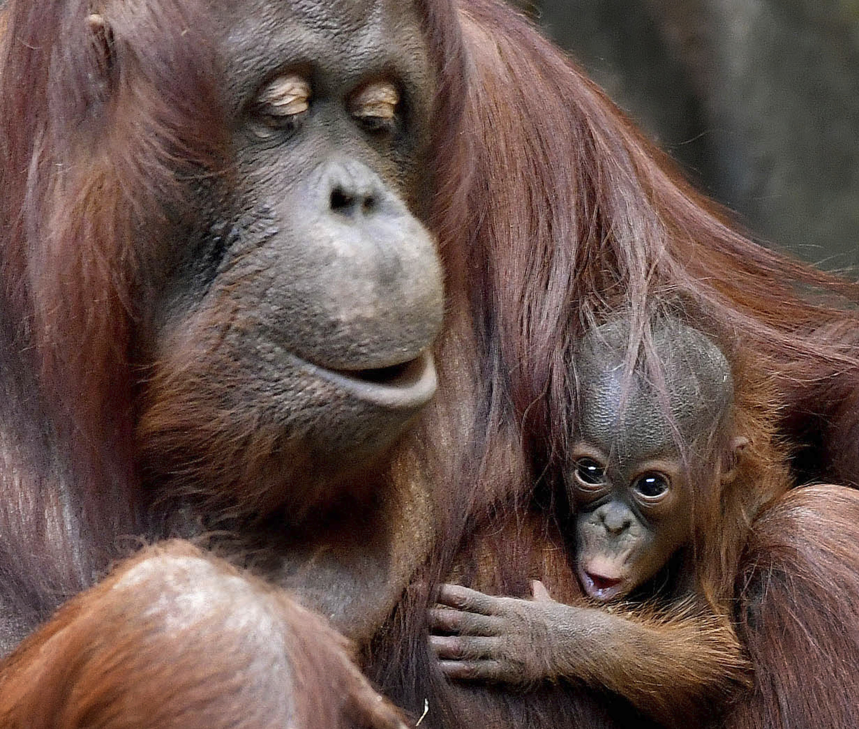 2-седмично бебе орангутан в зоопарка в Брукфийлд
