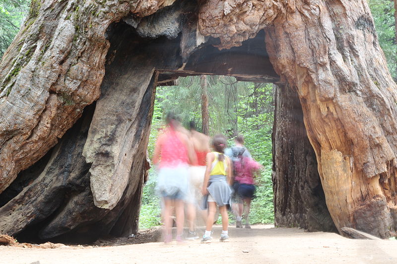 Буря повали гигантското ”дърво с тунел” в Калифорния