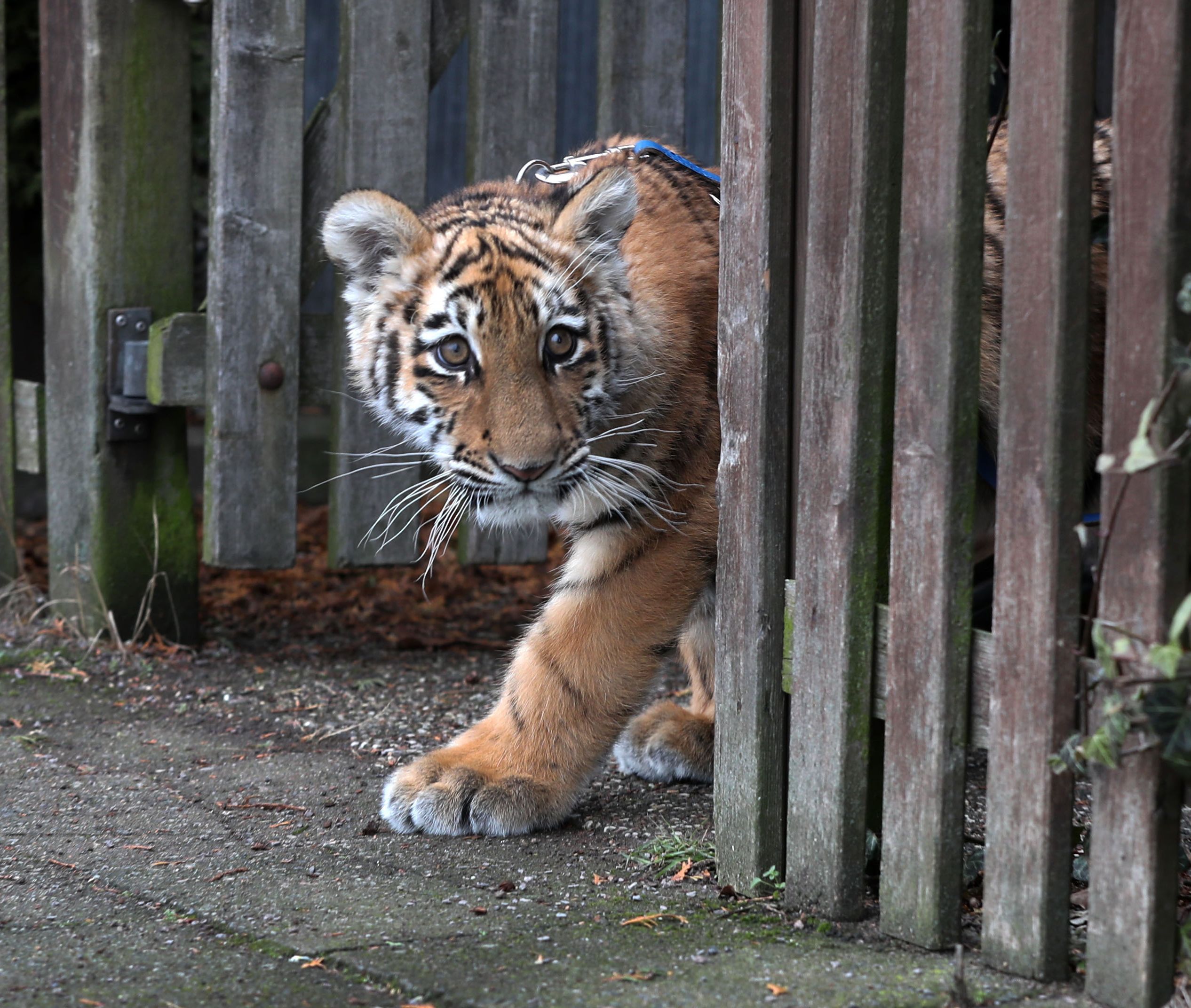 Семейство в Германия се грижи за сибирско тигърче