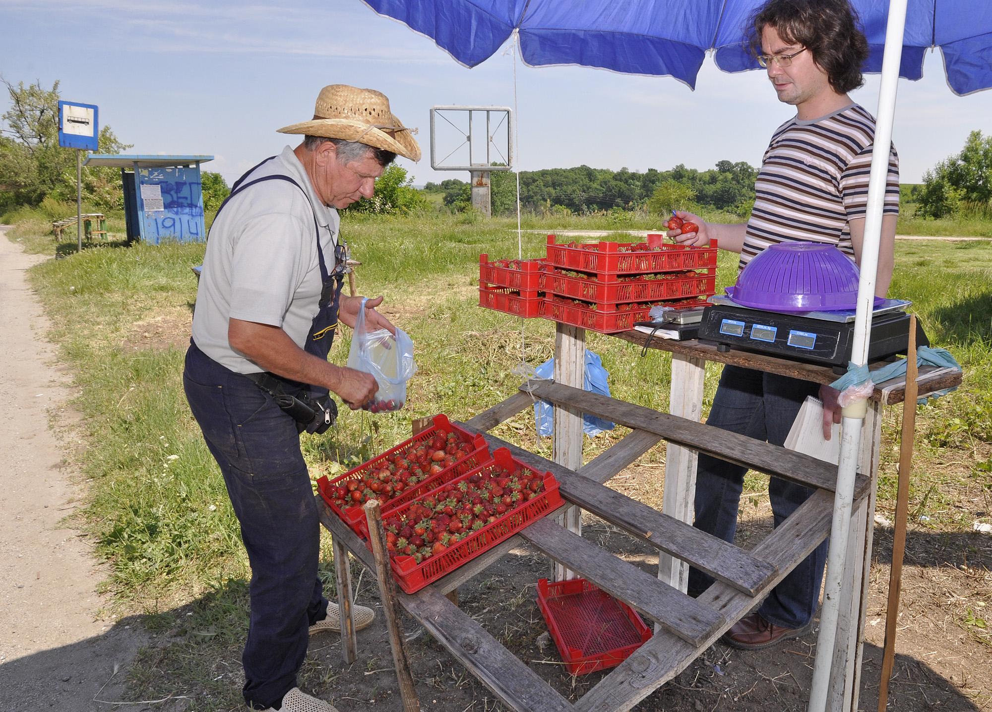 Кампанийно всяка година се набират български сезонни работници за бране на ягоди в европейски страни