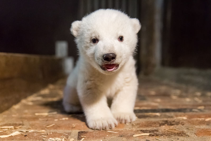 Фриц бе първото бяло мече бебе от 22 години в Берлин