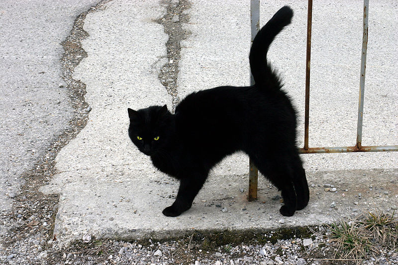Черната котка и числото 13 са от най-масовите необясними суеверия
