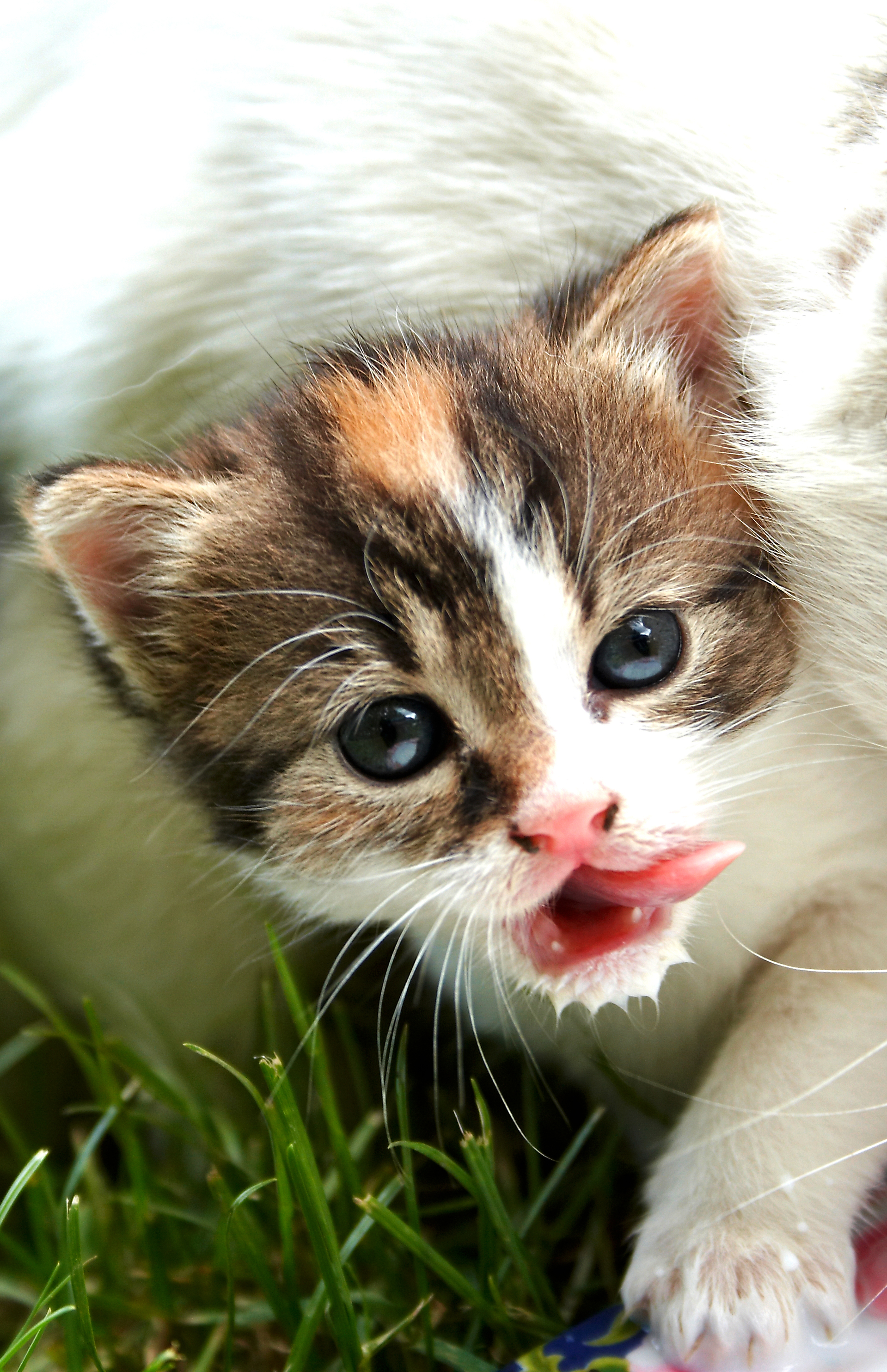 Британски ветеринари: Котките да се хранят пет пъти на ден