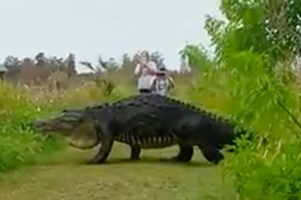 Гигантски алигатор стресна туристи (видео)