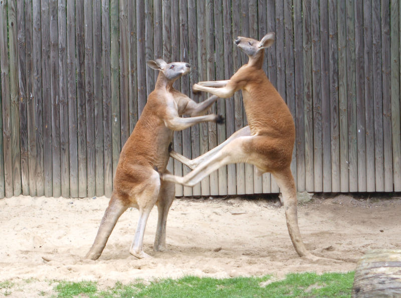 Австралийка оцеля след нападение на кенгуру