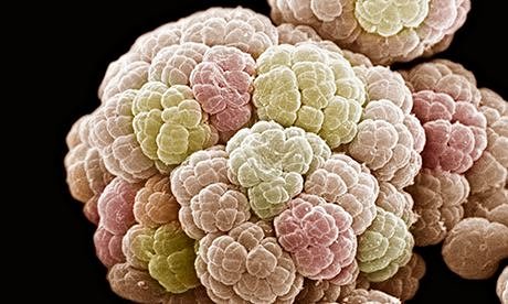 Земни организми могат да живеят на Марс