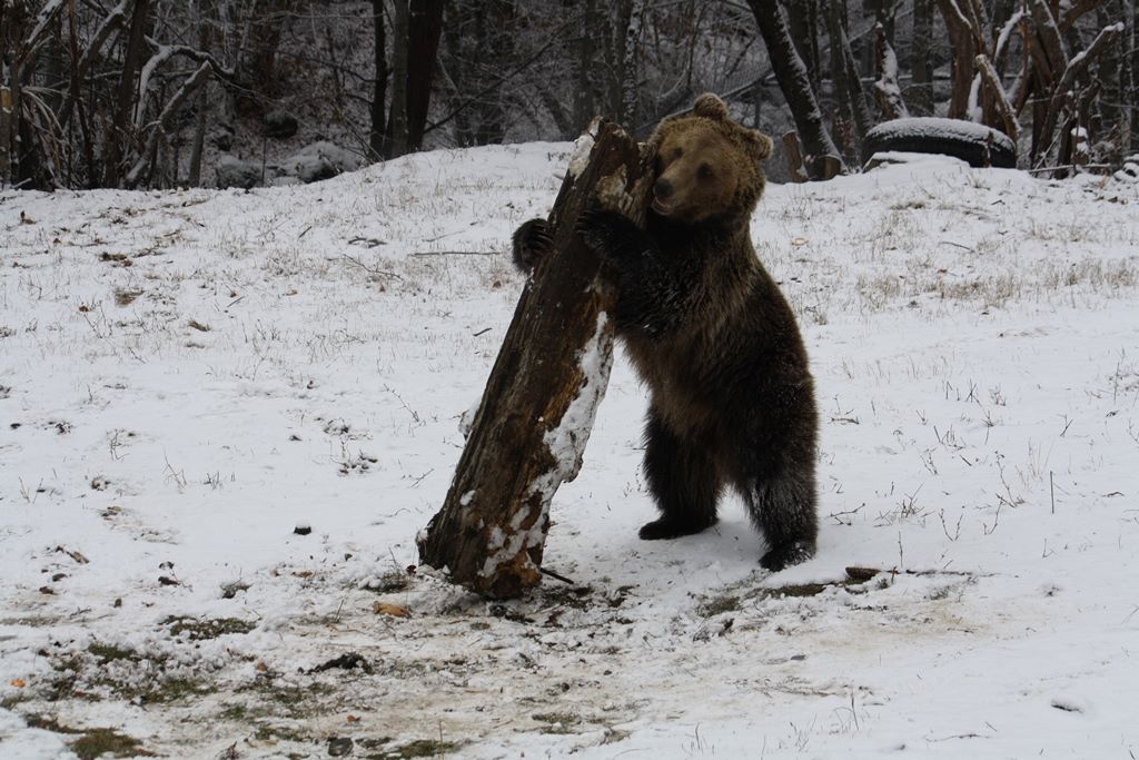 Най-младият мечок Монти от Парка за танцуващи мечки в Белица