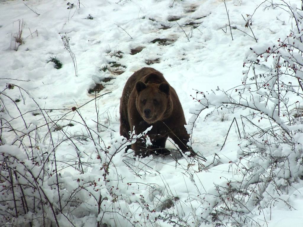 30-годишният мечок Наско от Парка за танцуващи мечки в Белица