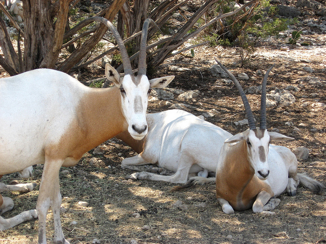 Заселиха в Сахара антилопи, изчезнали в природата