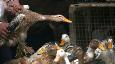 Умъртвяват 100 хил. бройлери и патици заради птичи грип