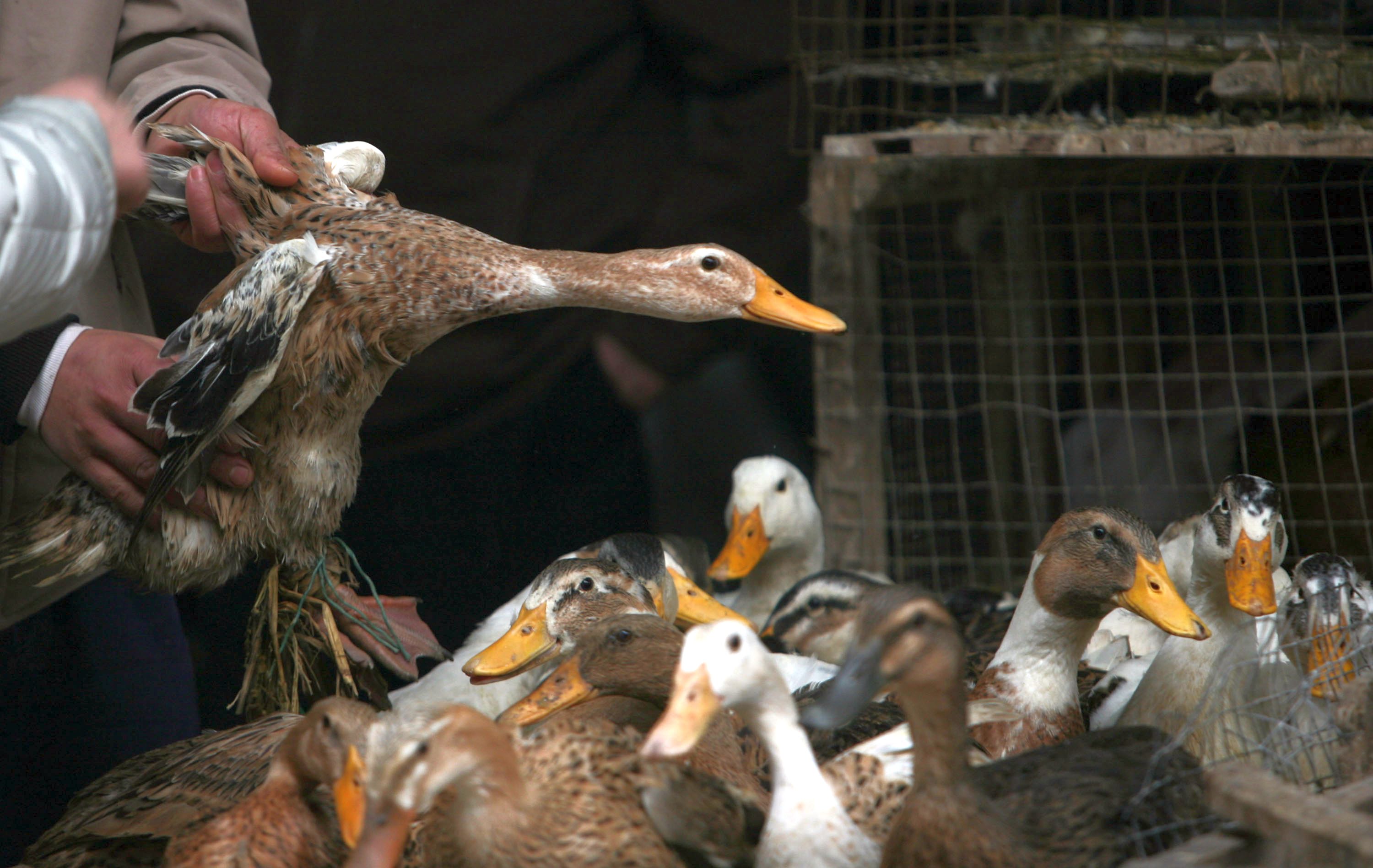 Умъртвиха 6000 патици заради ”птичи грип” в Зимница