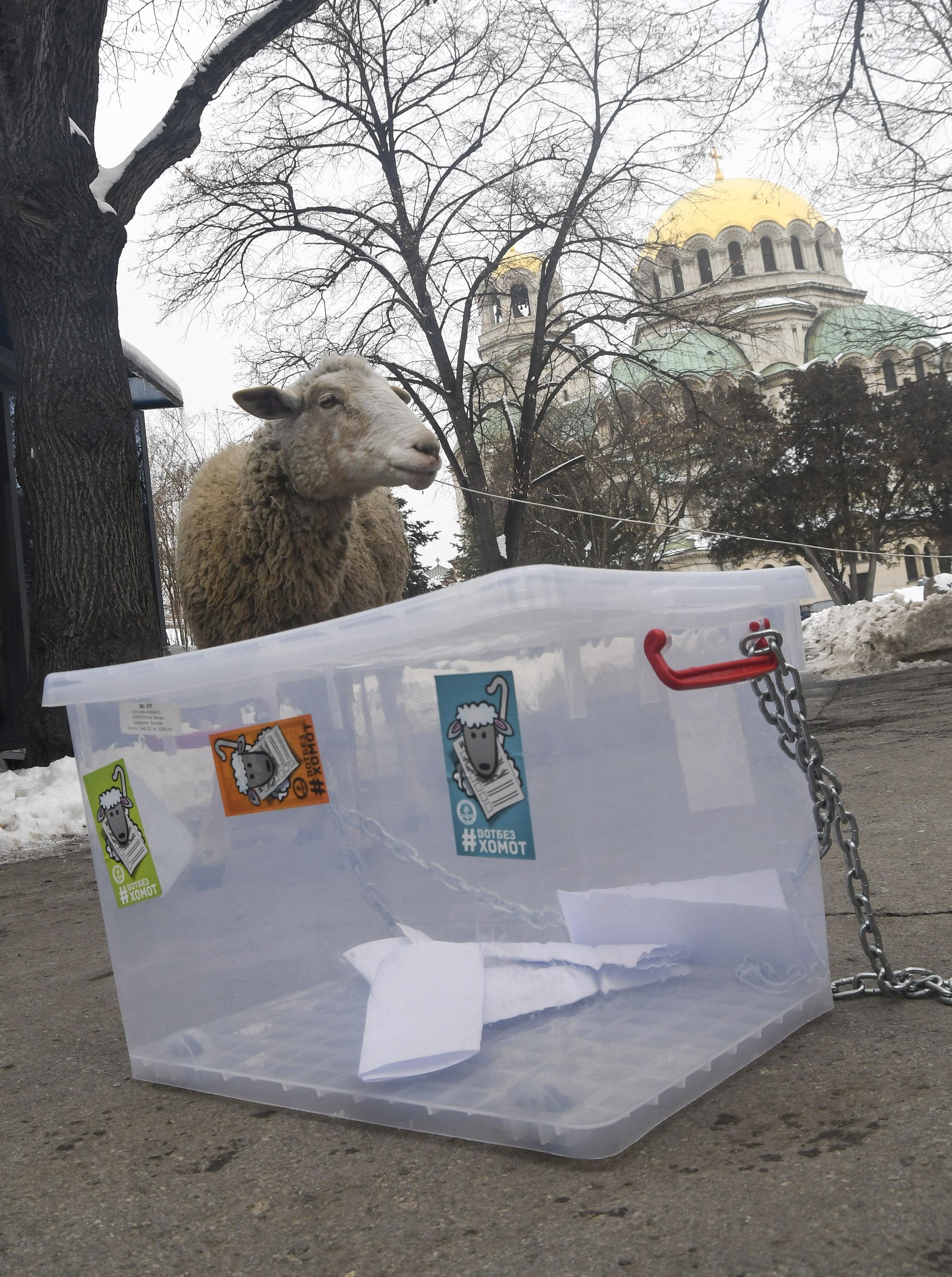 Протест срещу задължителния вот: Овцата Мая гласува пред НС
