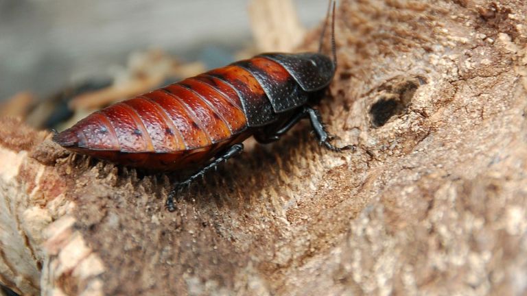 Японски учени трансформираха мадагаскарски хлебарки в киборги