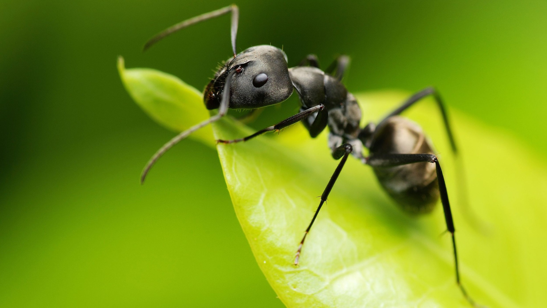 Учени създадоха антисоциални ГМО мравки