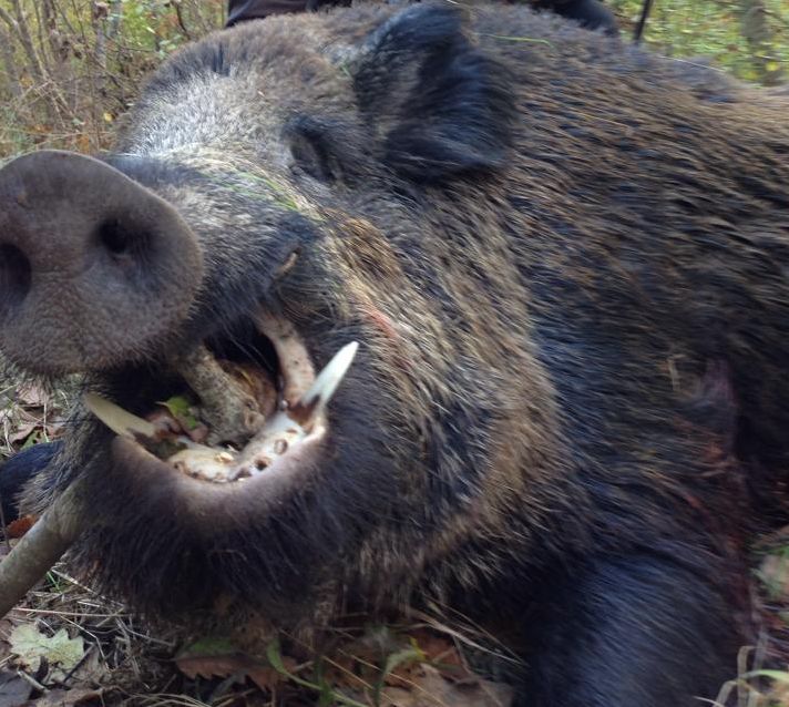 Седем диви прасета заразени с трихинелоза в Кърджалийско
