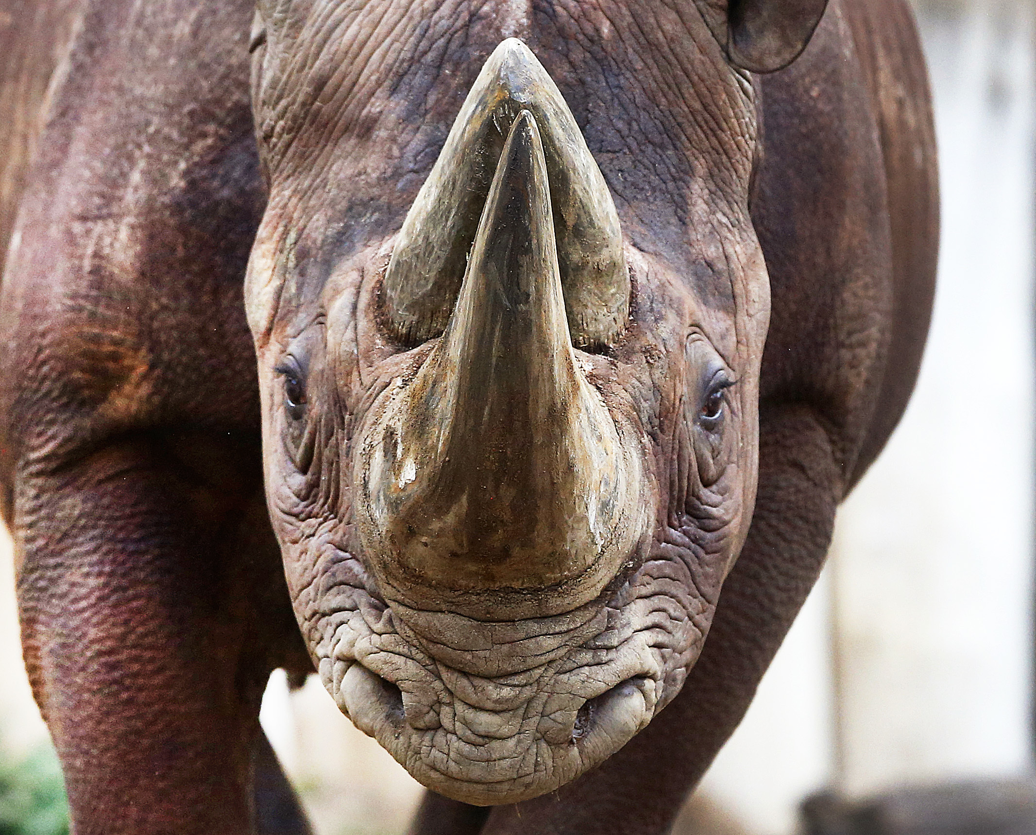 Бракониери убиха носорог в зоопарк заради рога му