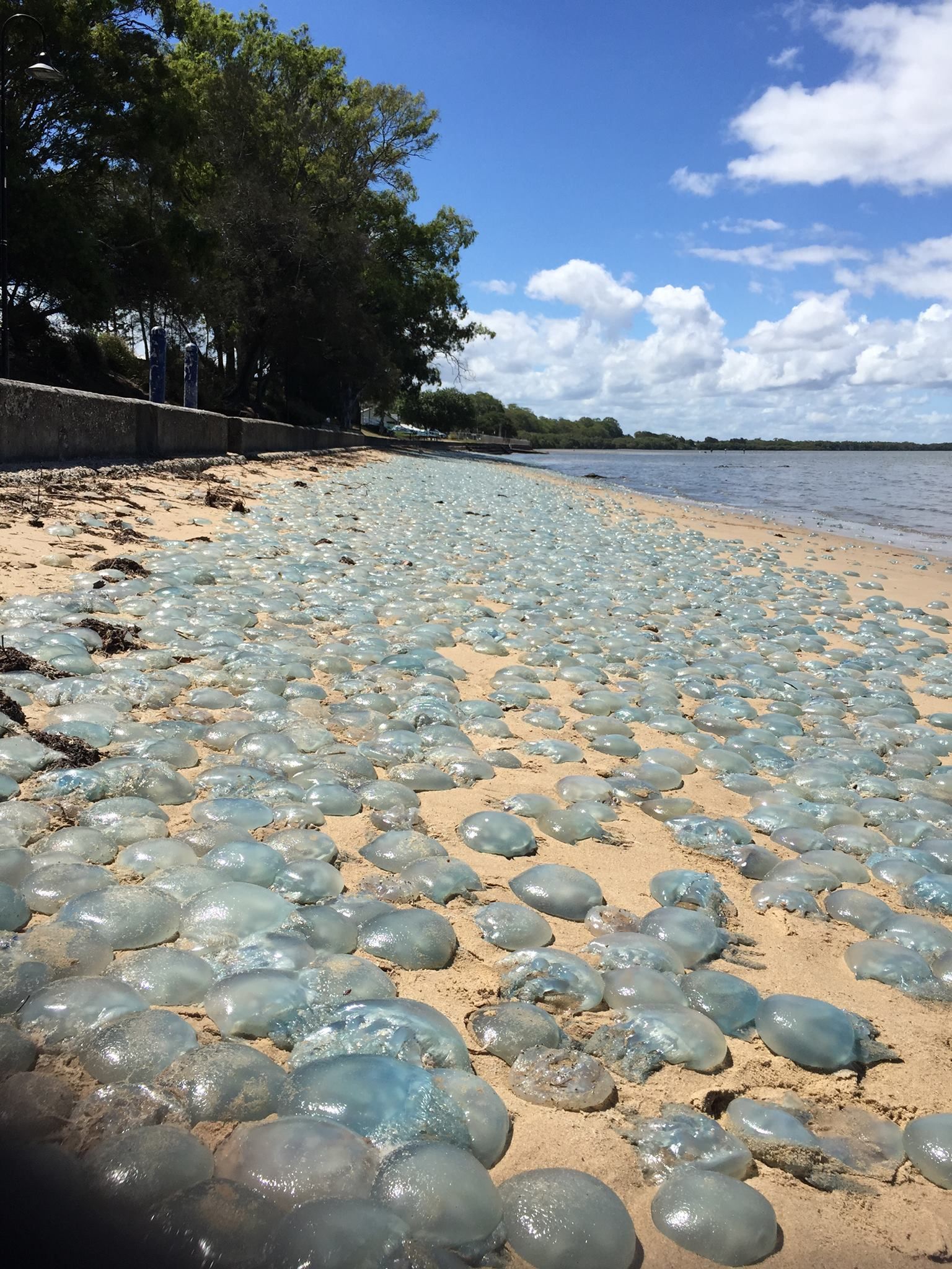 Хиляди сини медузи покриха плаж (снимки)