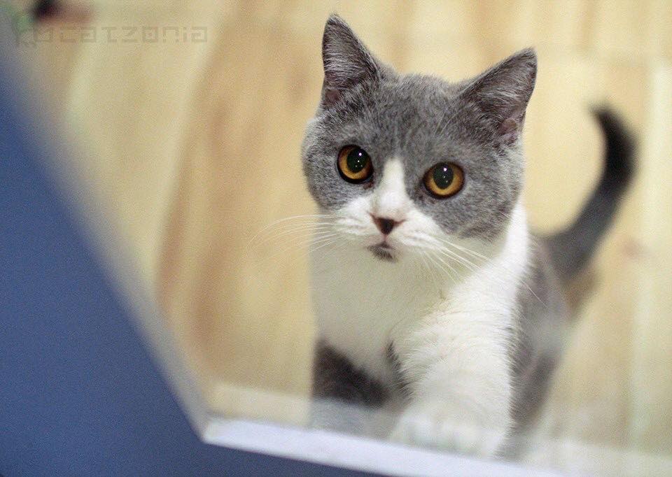В Куала Лумпур откриха 5-звезден хотел за котки